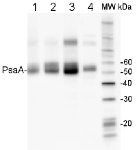 PsaA | PSI-A core protein of photosystem I in the group Antibodies Plant/Algal  / Photosynthesis  / PSI (Photosystem I) at Agrisera AB (Antibodies for research) (AS06 172)